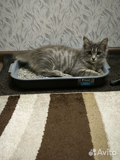 Отдам в добрые руки