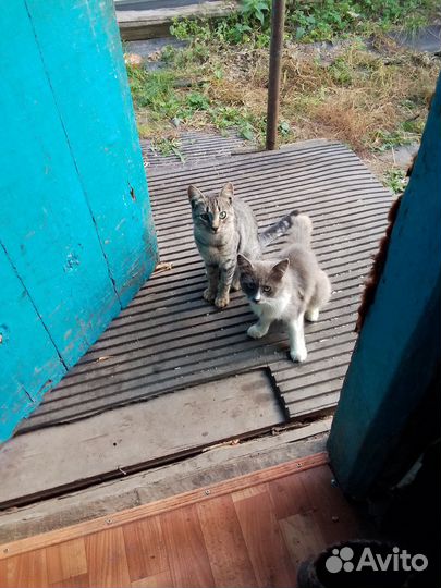 Отдам 2 кота в частный дом возраст 6мес