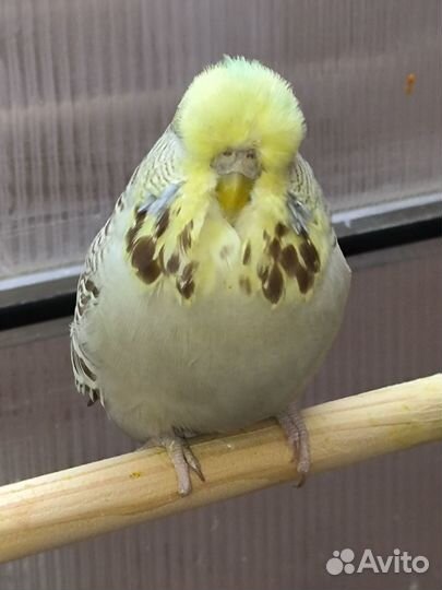 Попугай ввп чех