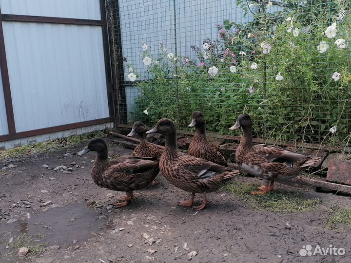 Подсадные утки Русские чубарые и дикоперые