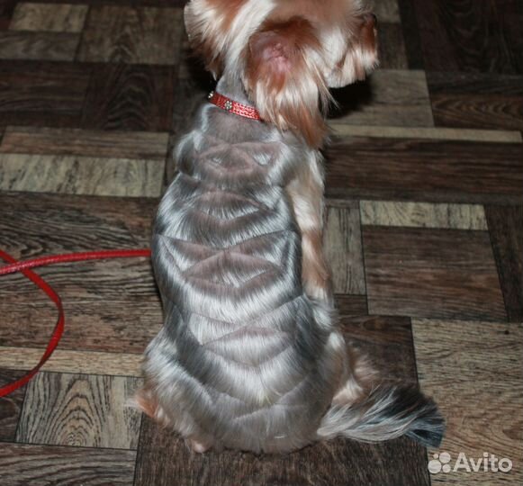 Стрижка, выставочный груминг