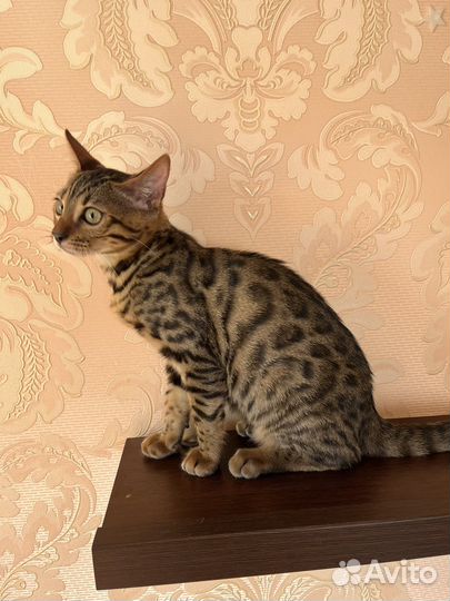 Бенгальский котёнок девочка