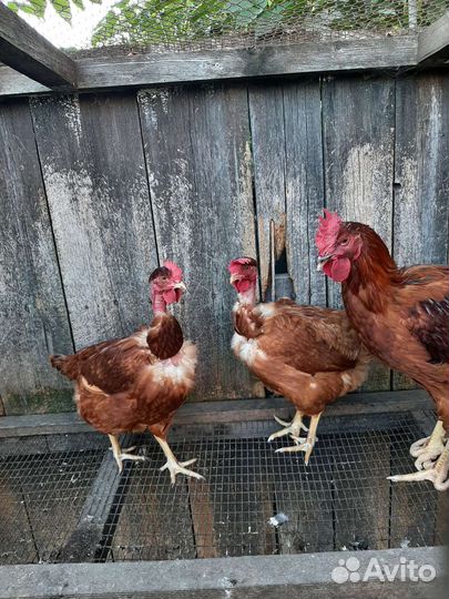 Куры голошейки