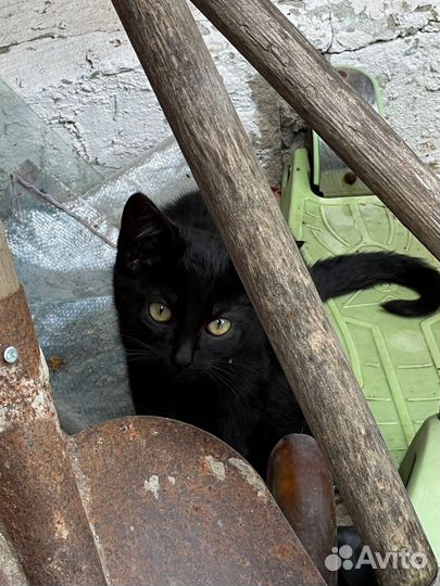 Котята в дар