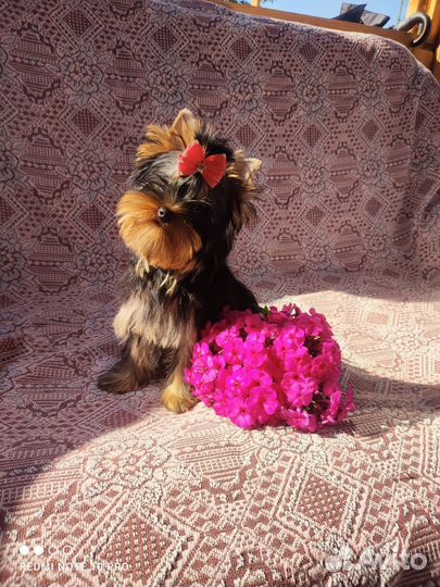 Йоркширский терьер, девочка