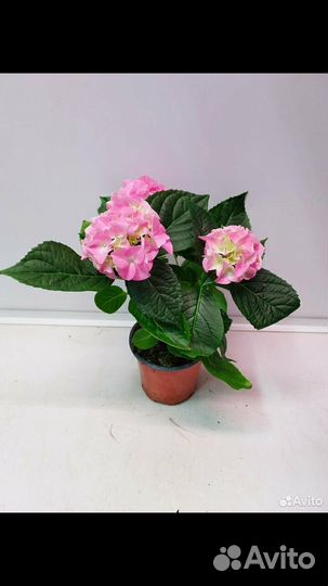 Гортензия комнатная