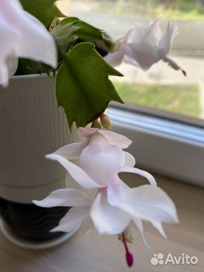 Декабрист Шлюмбергера белый