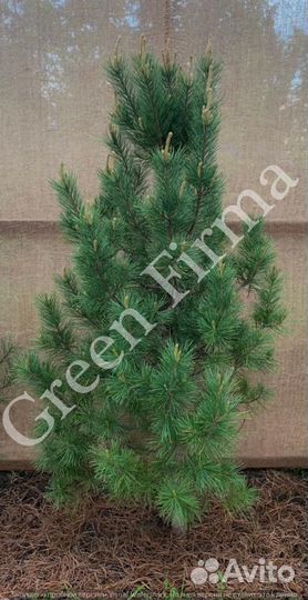 Кедр сибирский, саженцы 2 м