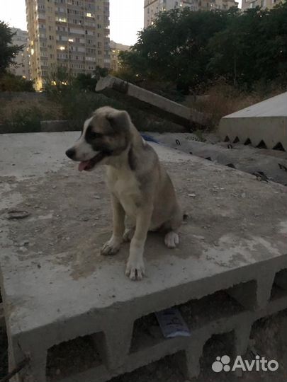 Собаки