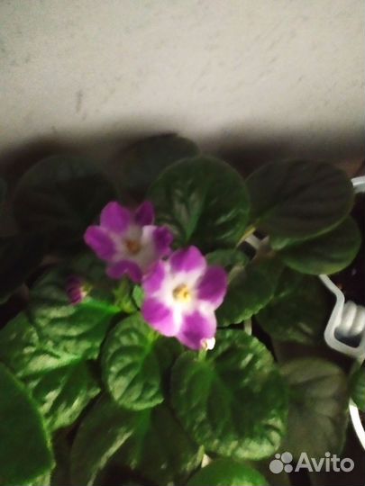 Цветущие фиалки