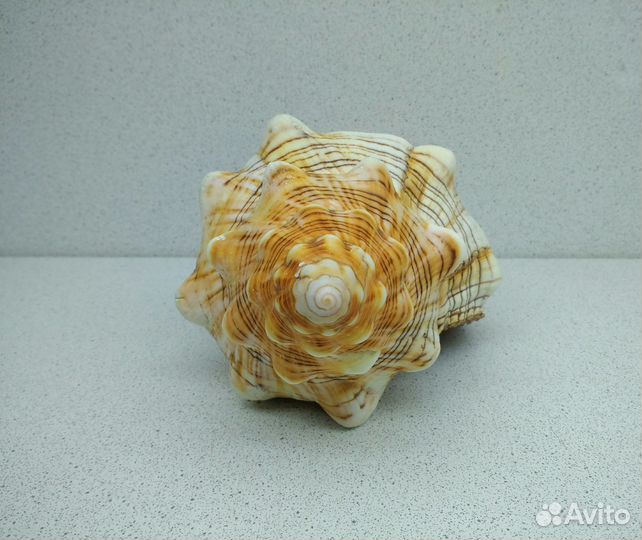 Плеуроплока Трапезиум 18,8 ракушка раковина