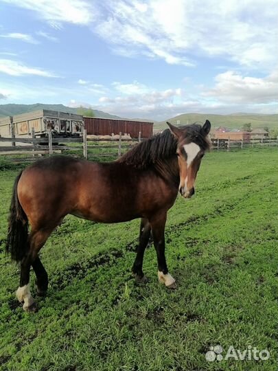 Продам лошадь