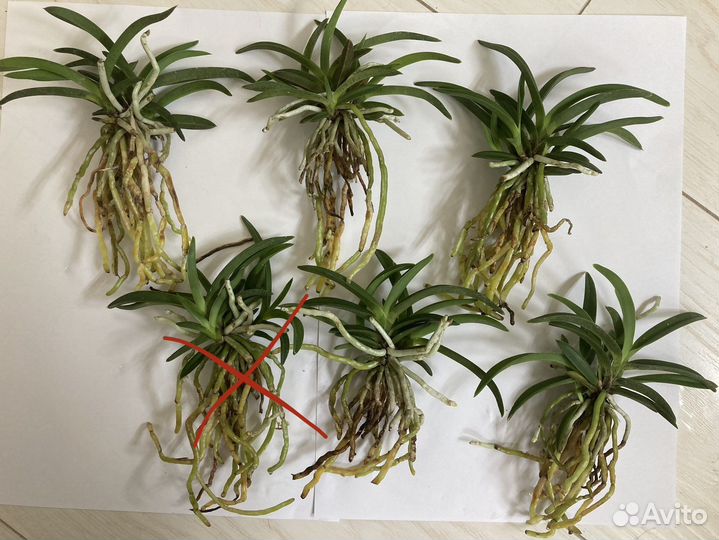 Neofinetia falcata