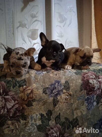 Французские бульдожки