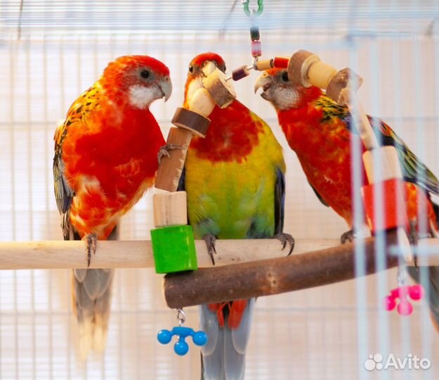 Лучшие Розелла птенцы для Вас