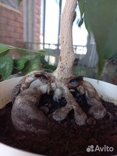 Фикус бенджамина