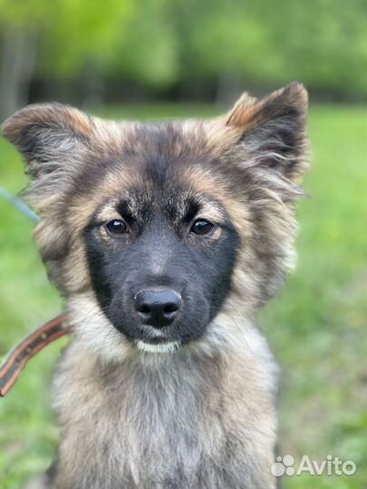 Щенки в дар из приюта