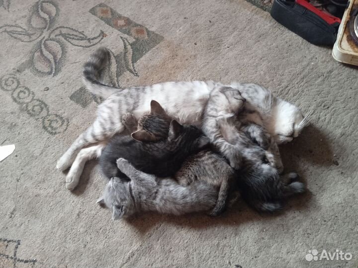 Отдам котят в добрые руки