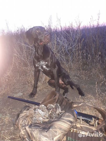 Курцхаар вязка