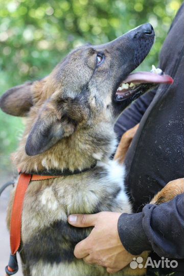 Собака в добрые руки, щенок