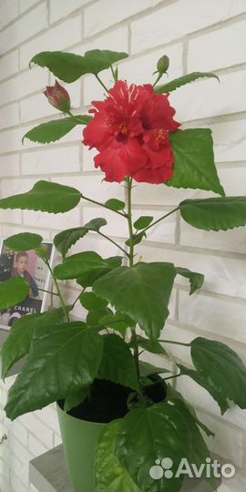 Гибискус махровый сортовой