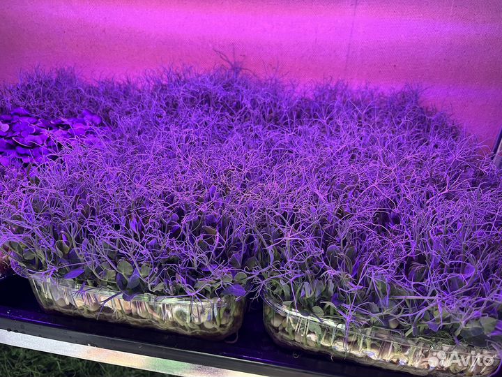 Микрозелень большой выбор