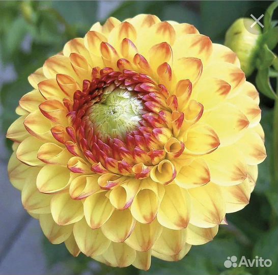 Георгина Санни бой