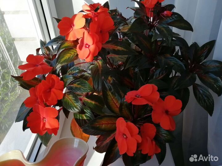 Бальзамины сортовые