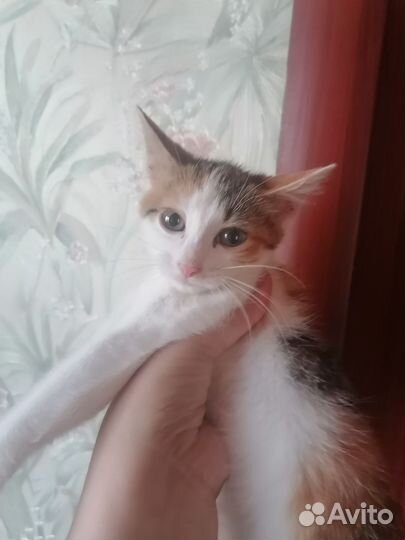 Котенок девочка