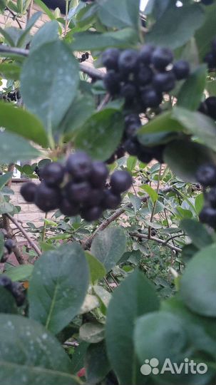 Ягоды черноплодной рябины