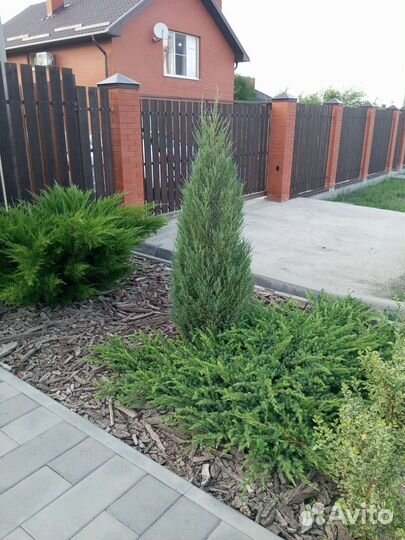 Можжевельник шлягер