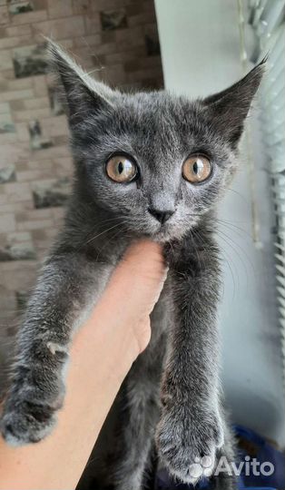 Найден котенок