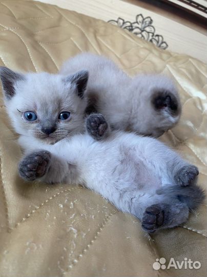 Шотландские вислоухие котята