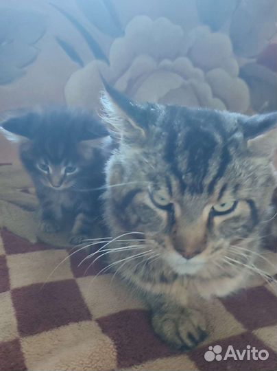 Котята мейн-кун