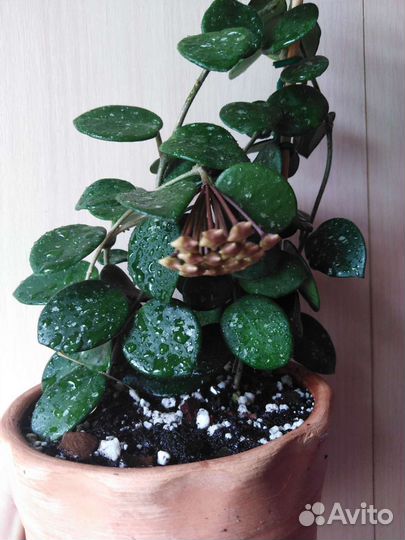 Хойя матильда