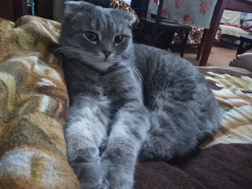 Кот Бакс, 6 лет, шотландец вислоухий