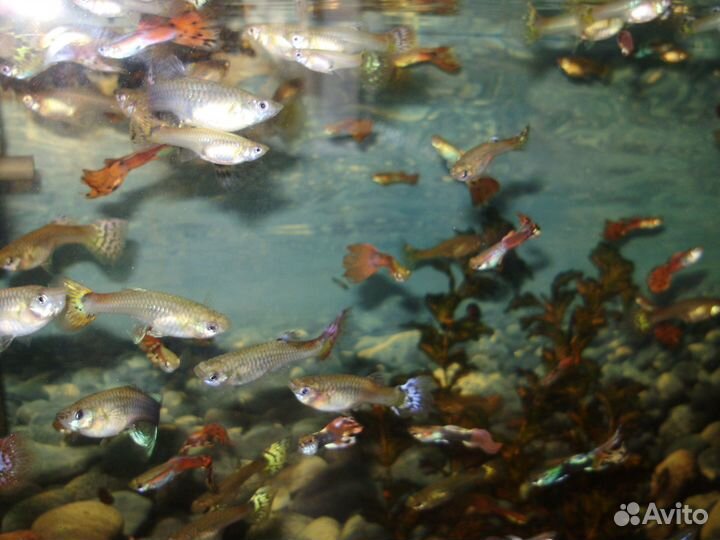 Рыбки гуппи