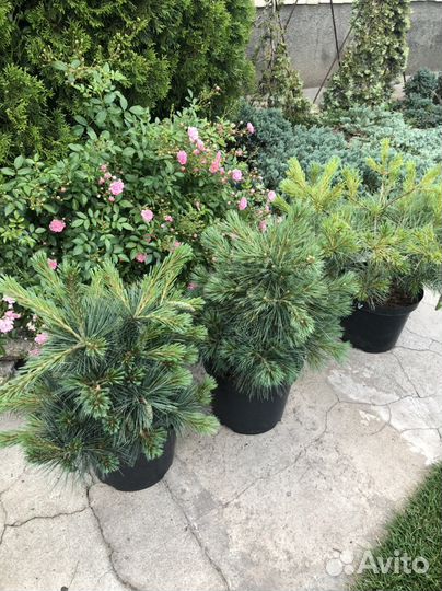 Сосна Грин твист Винтерголд и другие