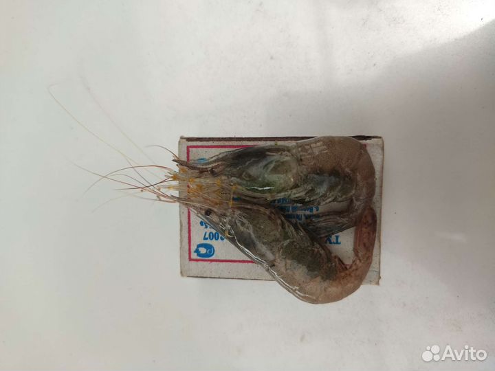 Морепродукты, розыгрыши