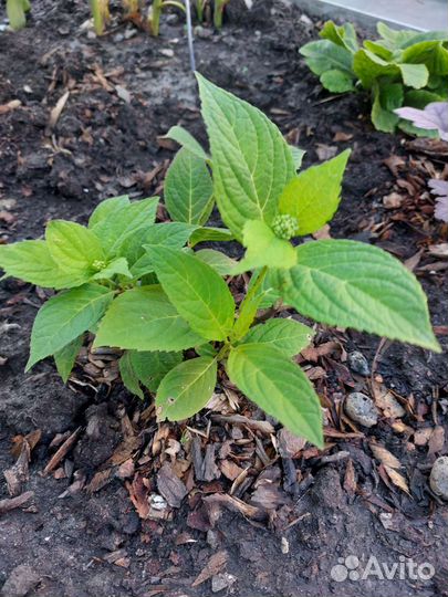 Гортензия саженцы