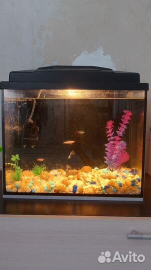 Аквариум