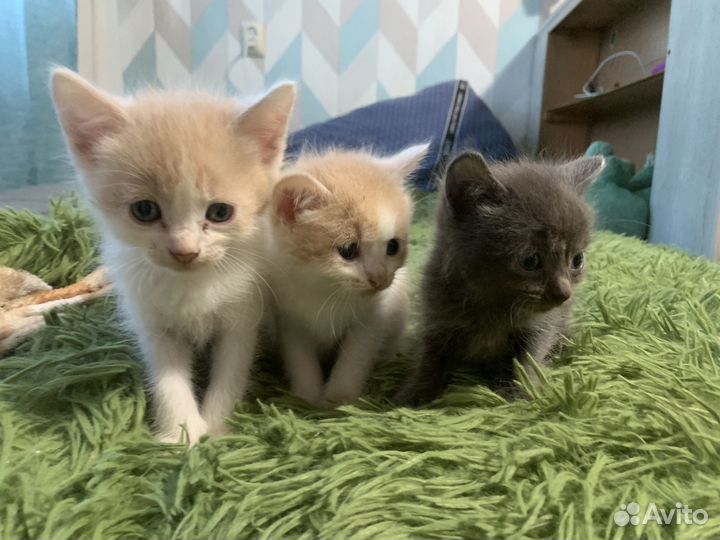 Котят в добрые руки