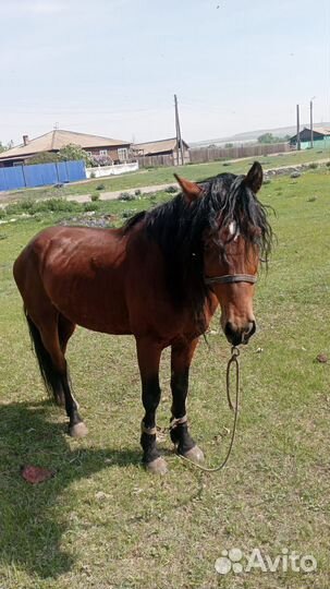 Продам жеребца