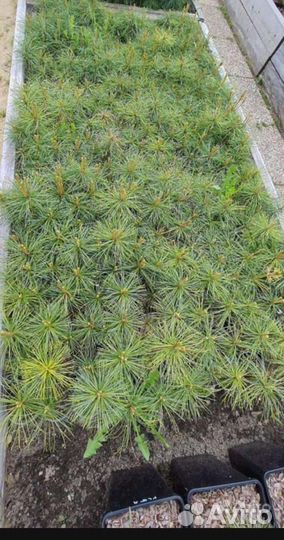 Кедр Корейский