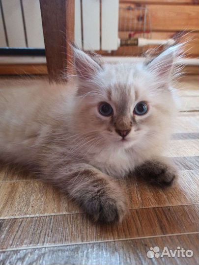 Невские маскарадные котята