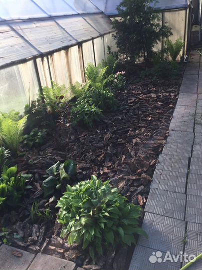 Кора сосновая