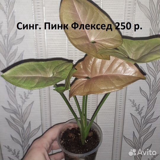 Сингониумы 3
