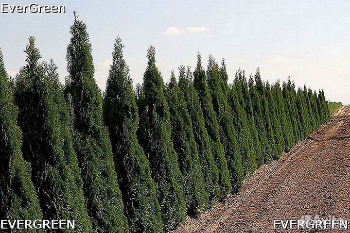 Туя екстра класса