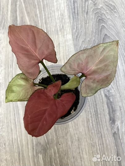 Сингониумы