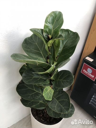 Фикус лирато бамбино отводка